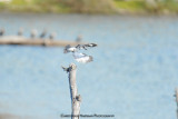 Belted Kingfisher