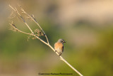 Western Blue Bird