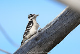 Downy Woodpecker