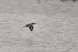 Belted Kingfisher