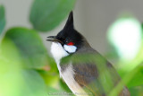 Red-Whiskered Bulbul