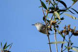 Blue-Gray Gnatcatcher