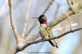 Annas Hummingbird