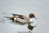 Northern Pintail