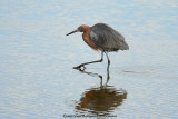 Reddish Egret