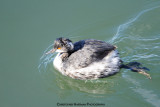 Eared Grebe