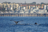 Humpback Whale