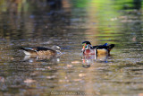 Wood Ducks