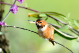 Allens Hummingbird
