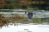 Reddish Egret