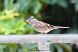 White Crowned Sparrow