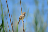 Lincoln Sparrow