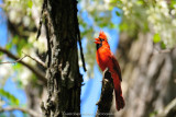 Cardinal