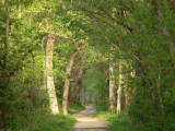 Sunlight breaks through the trees