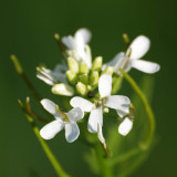 Garlic mustard