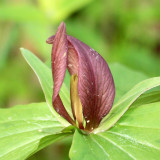 Trillium