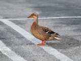Madame Duck poses in the parking lot