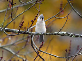 On the tree in front