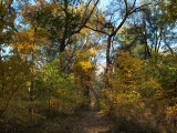 Brilliant yellows of Fall