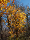 Colorful tree in the parking lot