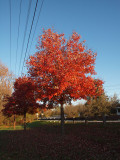 Nov 10th - Parking lot for WMRT at Fort Frederick.jpg