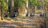 Wild Turkey on the trail