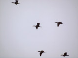 Flight of the cormorants
