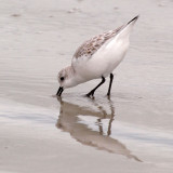 Digging for food in the sand