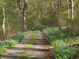 Lined with bluebells