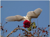 Wing span