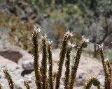 Cacti (Bandolier - trail)