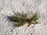 Plants that survive the desert at White Sands