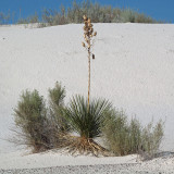 Desert decoration