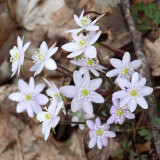Trailside spring flowers