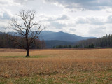 The Solitary Tree - Cades Cove