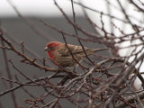 The house finch