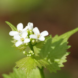 Garlic Mustard