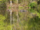 A gathering of turtles