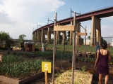 Approach to Hell Gate bridge seen from urban garden