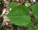 Patterns on a leaf