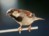 The splendid sparrow