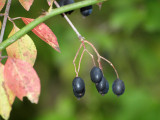 Berries