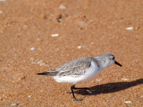 A Sanderling I believe