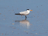 A Royal Tern