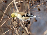 American Goldfinch