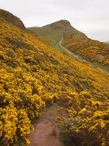 Trail to Arthurs Peak through the gorse in the distance