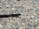 Black rat snake on trail