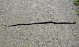 Black rat snake crossing the trail
