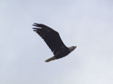 August 10th - Bald Eagle at Rileys Lock