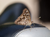 A Hackberry Emperor, I believe